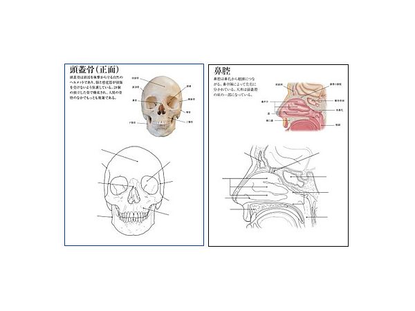 Human Anatomy Coloring Book
