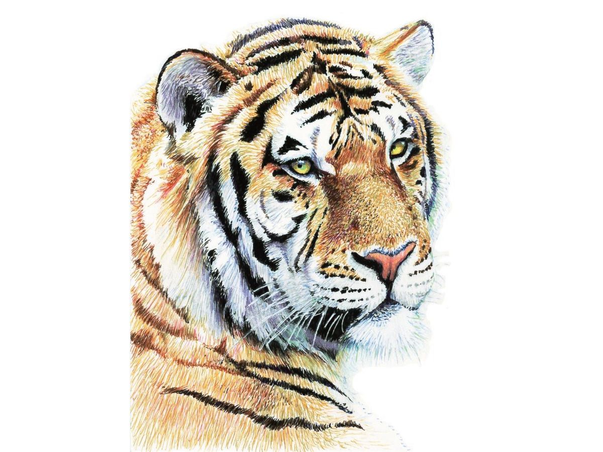 Realistic ballpoint pen drawing lesson: Animals