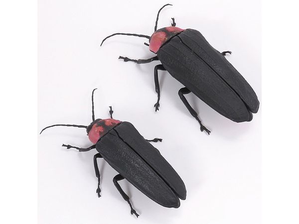 Luciola Cruciata - Genji Firefly (Female and Male Pair)
