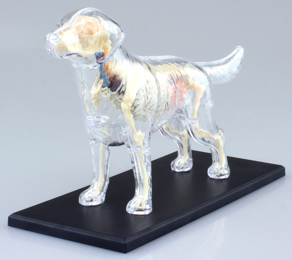 4D Vision Dog Full Skeleton Model (Renewal)