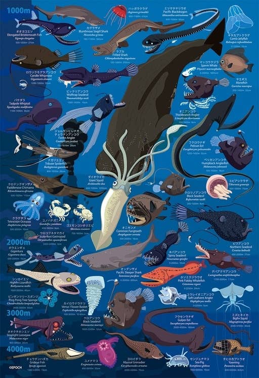 Jigsaw Puzzle: Deep Sea Biological Encyclopedia Water Depth 1000m