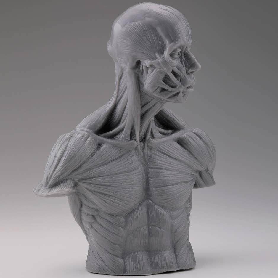 Soft Vinyl Anatomy Bust