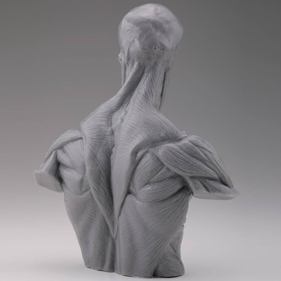 Soft Vinyl Anatomy Bust | HLJ.com