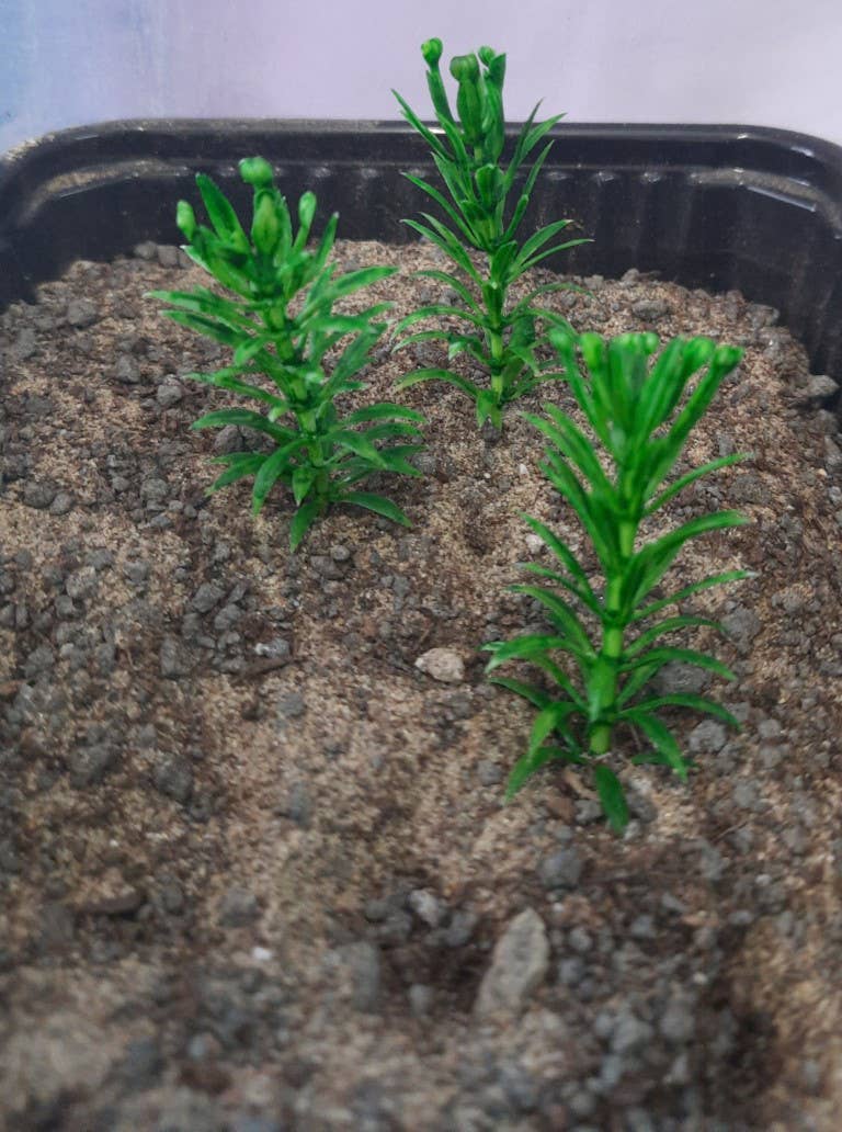 Small Tree/Tall Bush Type 2-Faded Green (1/16 - 1/35) | HLJ.com