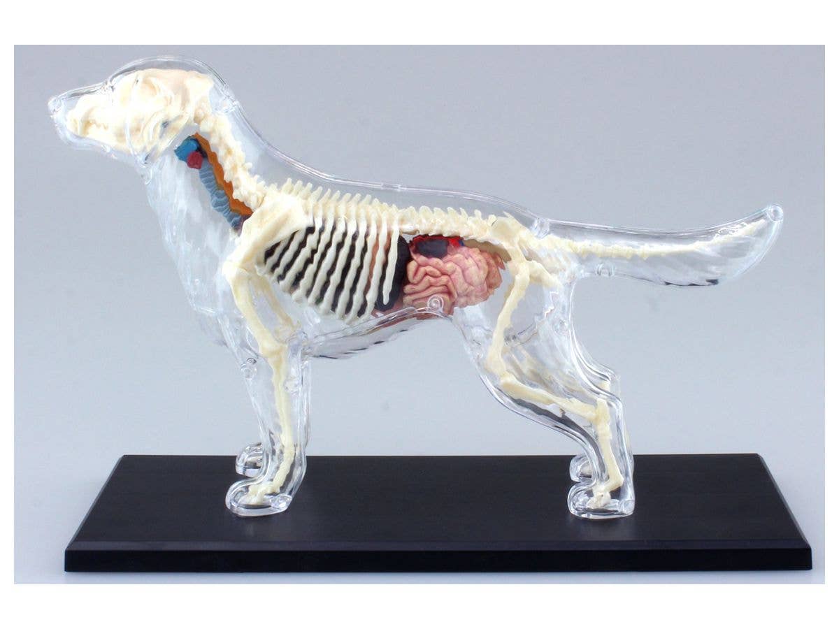 4D Vision Dog Full Skeleton Model (Renewal)
