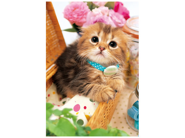 Jigsaw Puzzle: Uru Uru Cat 600 very small pcs (26cm x 38cm)