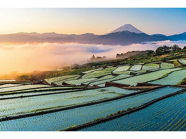 Jigsaw Puzzle: Fuji and Rice Terraces at Sunrise 1000P (75 x 50cm)