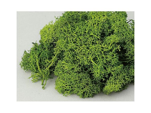 Iceland Moss Fresh Green