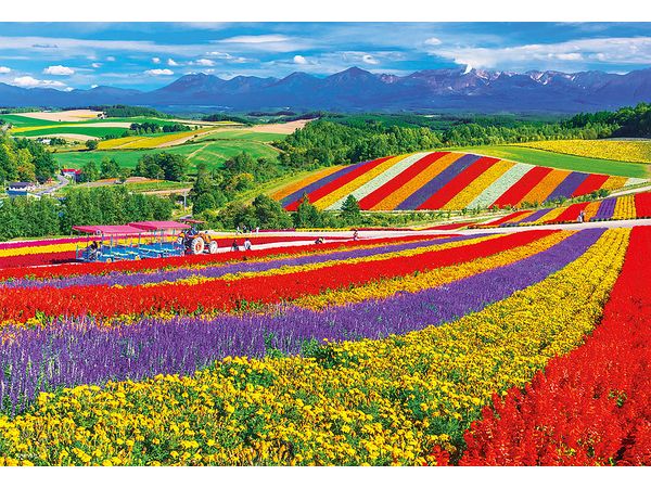 Jigsaw Puzzle: Biei Flower Blooming Hill 1000MP (38 x 26cm)