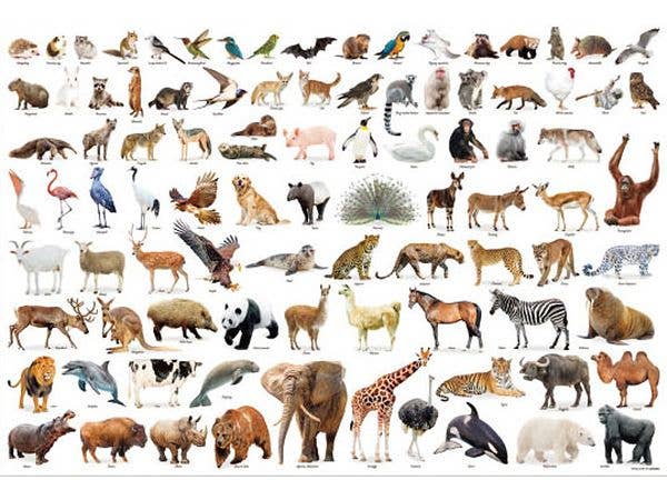 Jigsaw Puzzle: Animal Collection 1000pcs (72 x 49cm)