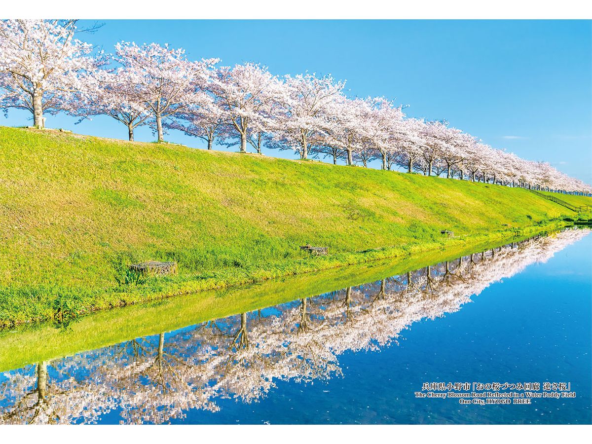 The Cherry Blossom Road Reflected in a Water Paddy Field Ono City, HYOGO PREF. 300pcs (260 x 380mm)