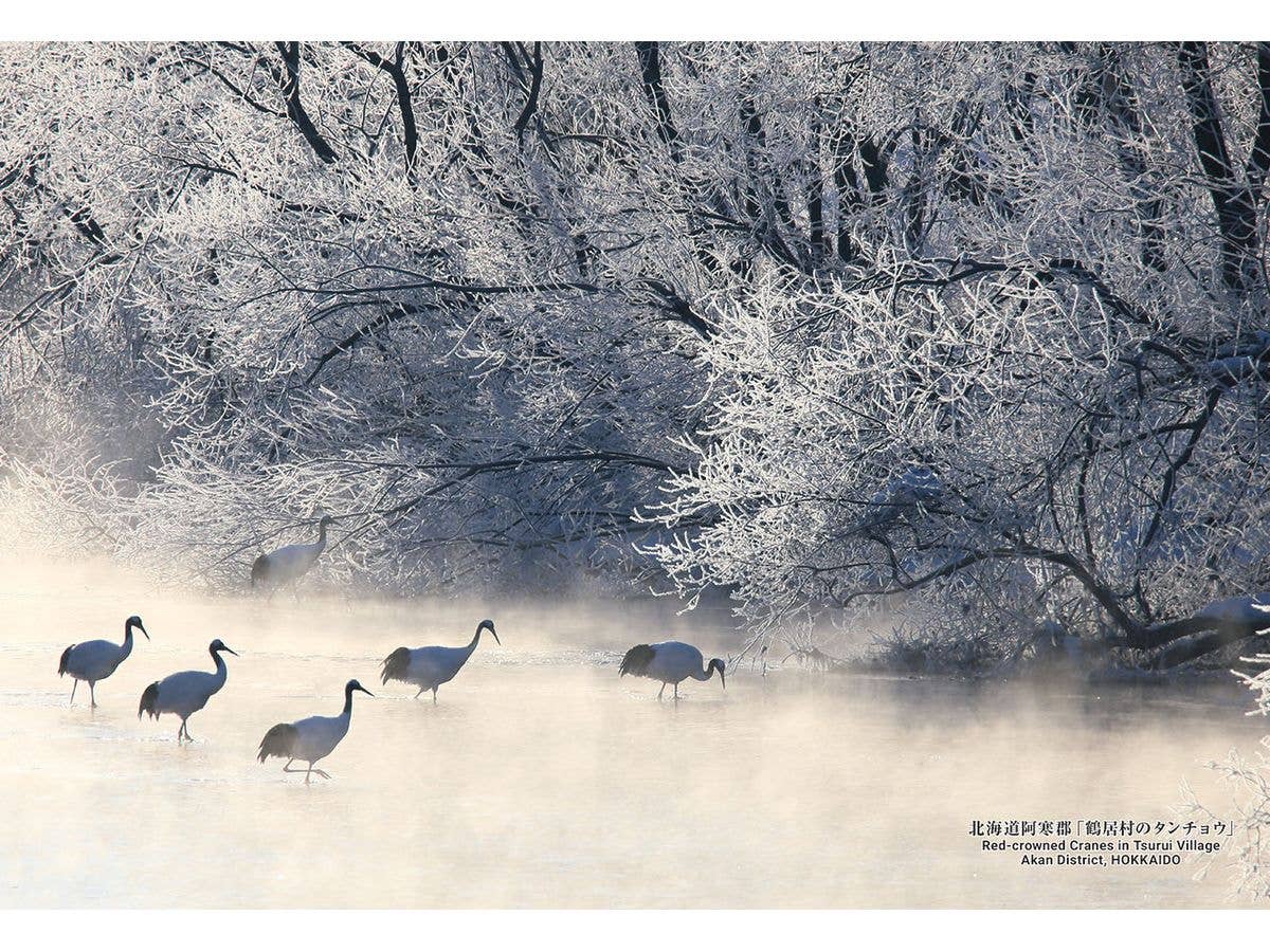 Red-crowned Cranes in Tsurui Village Akan District, Hokkaido 300pcs (26 x 38cm)