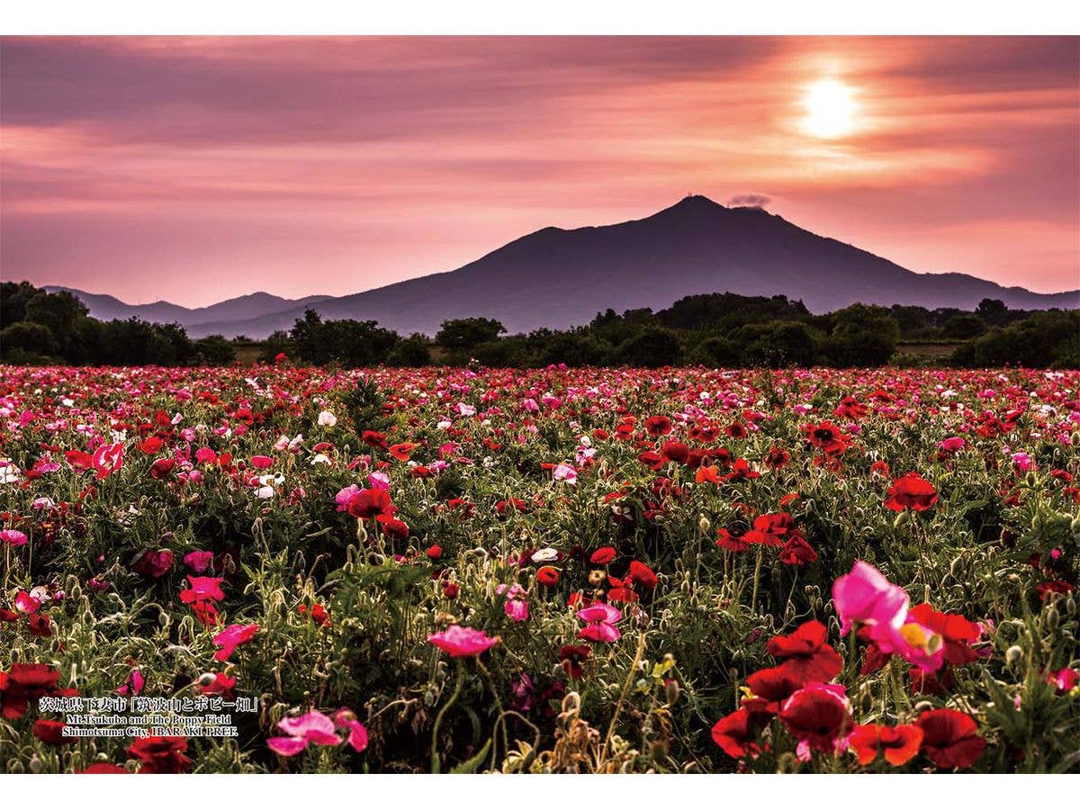 Jigsaw Puzzle: Japanese Cities 78 Mt.Tsukuba and The Poppy Field Shimotsuma City, Ibaraki Pref. 300pcs 26cm x 38cm