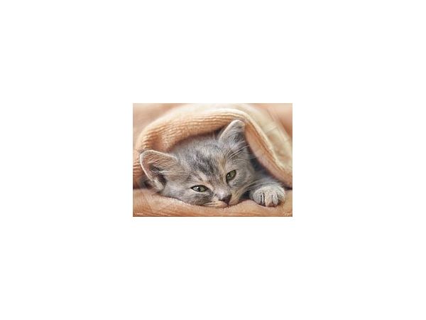 Jigsaw Puzzle: Won't Wake Up 108pcs (25.7 x 18.2 cm)