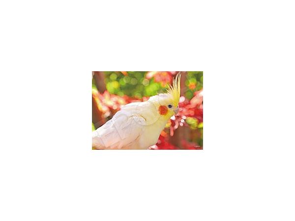 Jigsaw Puzzle: To the Charming You 108pcs (25.7 x 18.2 cm)