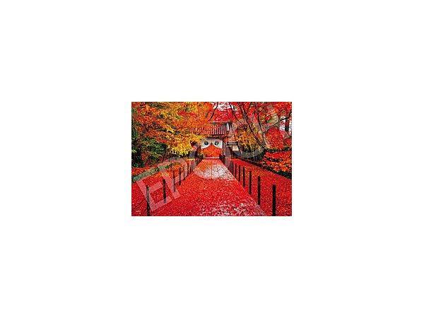 Jigsaw Puzzle: Komyo-ji Temple in Autumn Kyoto 500p (38 x 53cm)