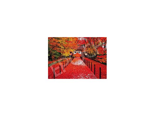 Jigsaw Puzzle: Komyo-ji Temple in Autumn Kyoto 500p (38 x 53cm)