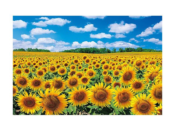 Jigsaw Puzzle: Sunflower Village - Hokkaido 1000p (50 x 75cm)