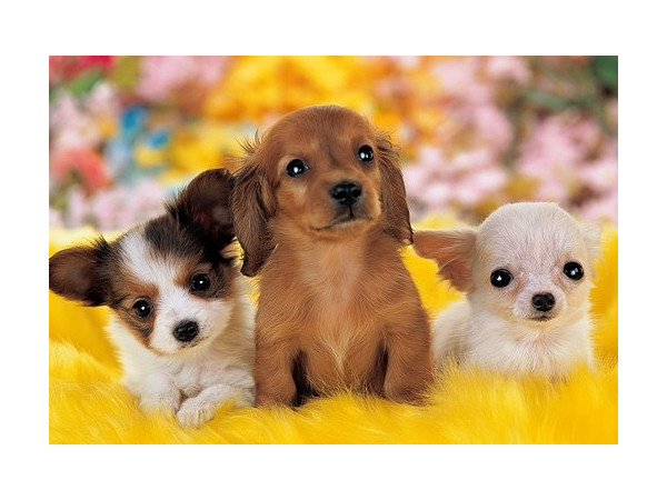 Jigsaw Puzzle: Dog Uru Uru Wan-chan 300pcs 26 x 38cm