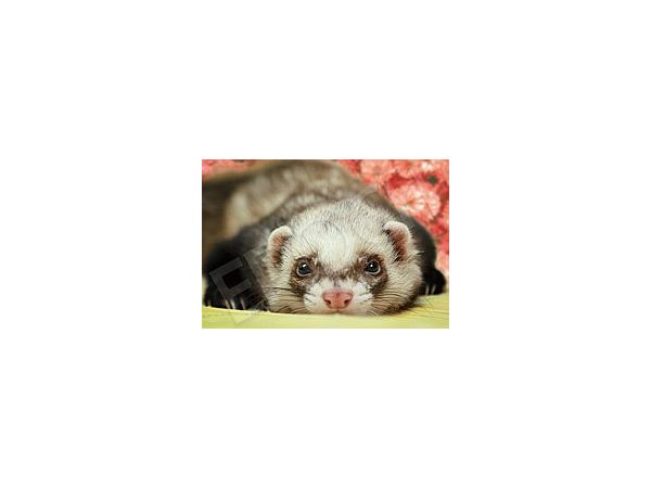 Jigsaw Puzzle: Naughty Weasel 300pcs (38 x 26cm)