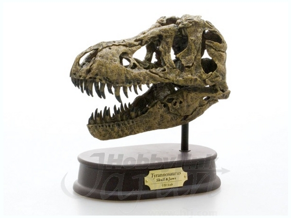人気商品は Tyrannosaurus Skull & Jaws Model | HLJ.com 生き物・恐竜