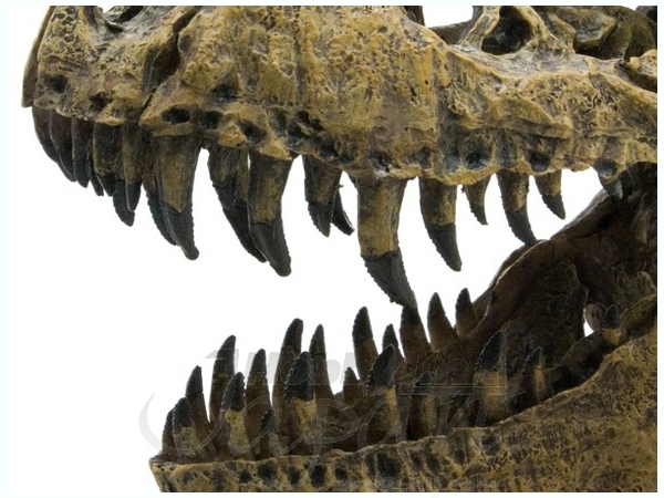 Tyrannosaurus Skull & Jaws Model | HLJ.com