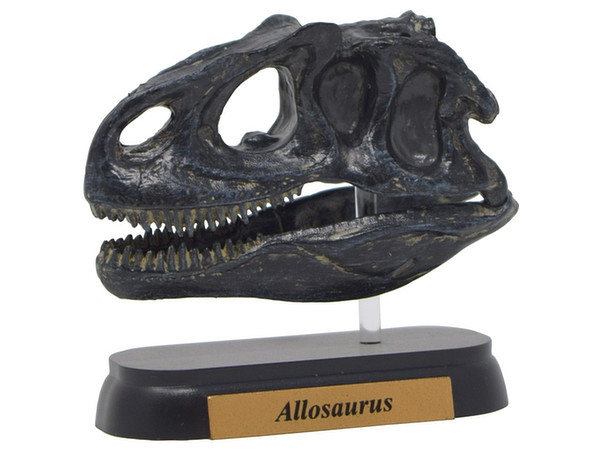 FDW-505 Allosaurus Skull Mini Model