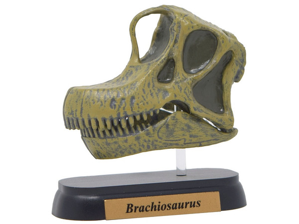 FDW-506 Brachiosaurus Skull Mini Model