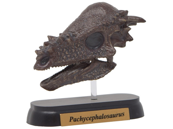 FDW-508 Pachycephalosaurus Skull Mini Model