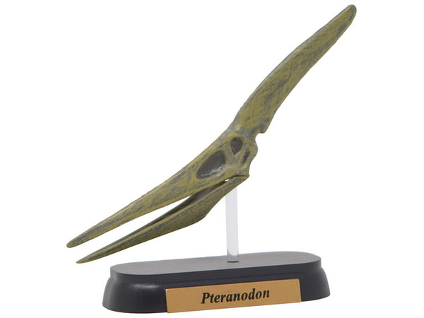 FDW-509 Pteranodon Skull Mini Model