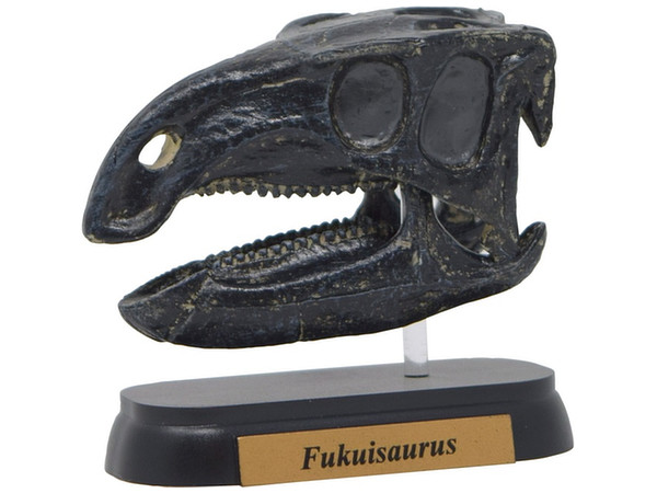 FDW-511 Fukuisaurus Skull Mini Model