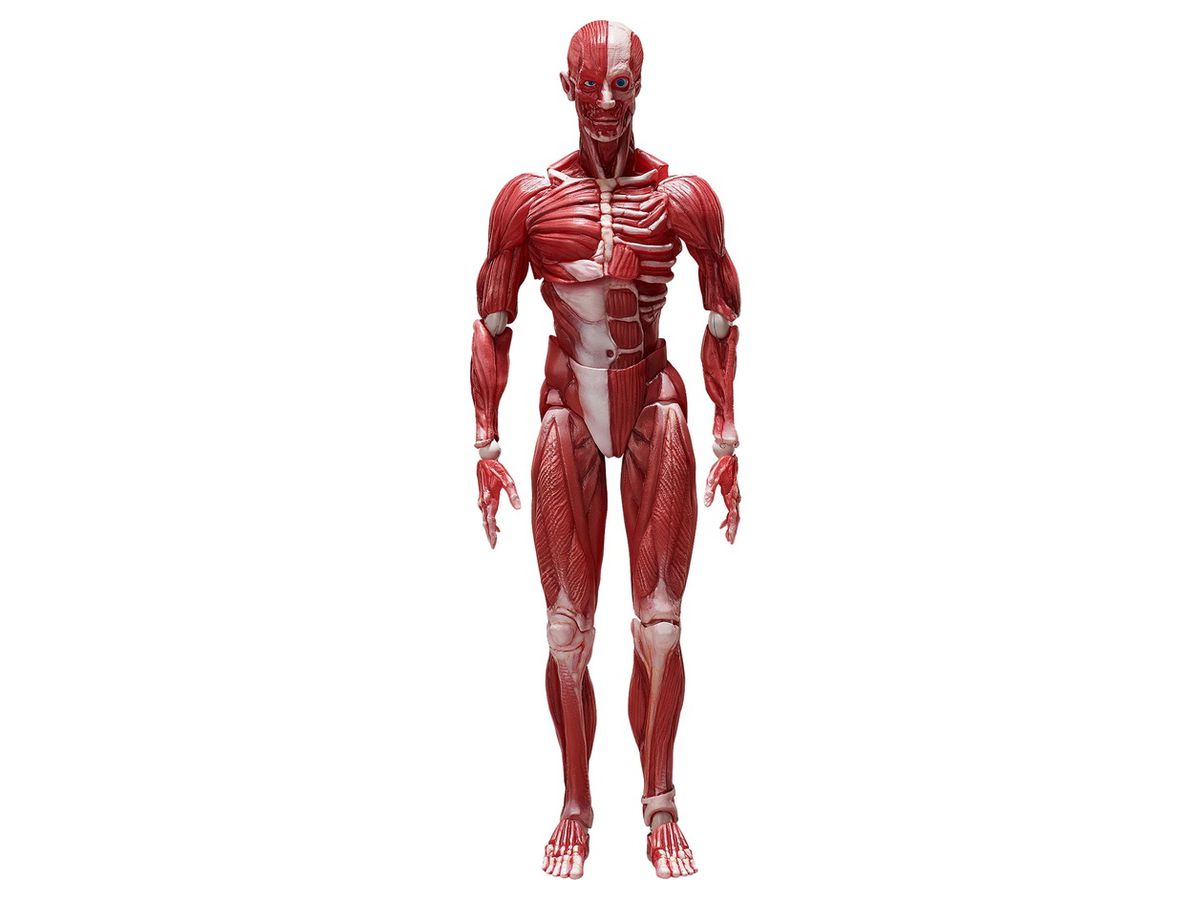 figma Human Anatomical Model