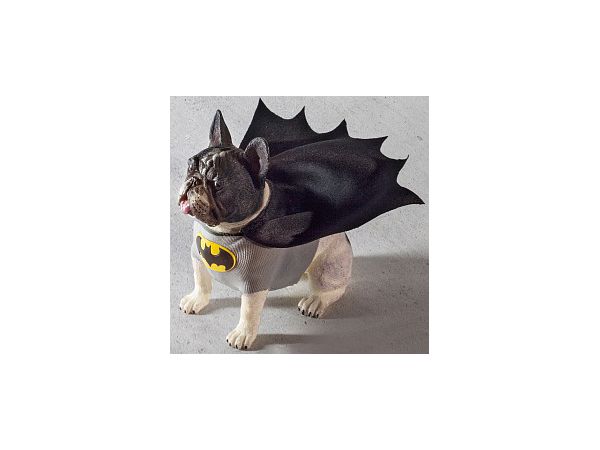 Cosplay Dog Collection Figure Series Batman