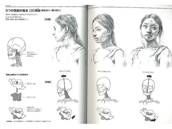 How To Draw Human Design | HLJ.com
