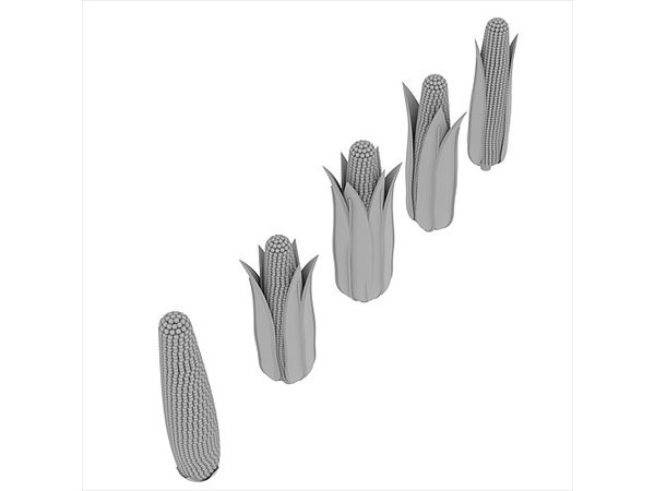 Diorama Accessories Corn Ears (5 pieces)