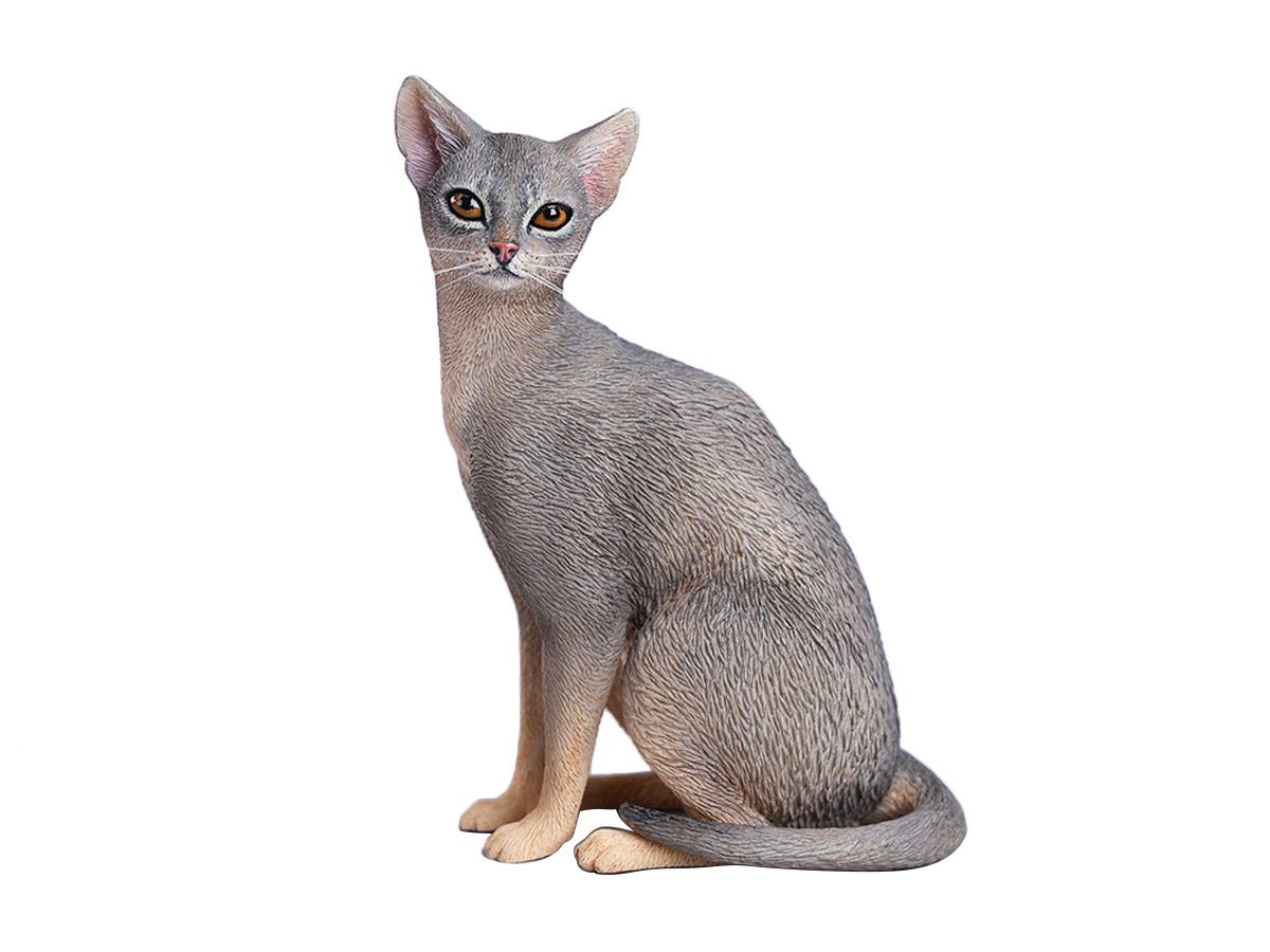 JXK Studio Abyssinian A