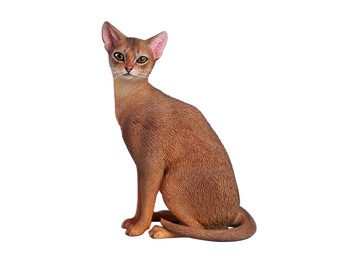 JXK Studio Abyssinian B
