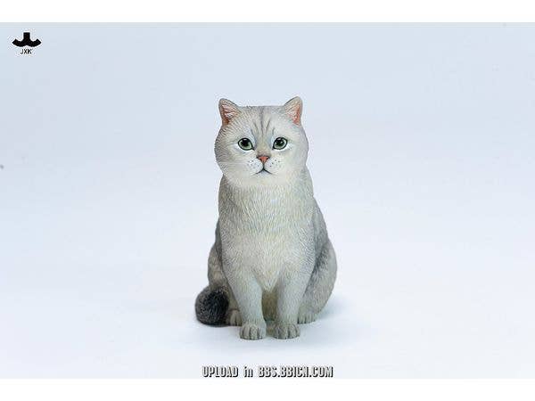 British Shorthair A