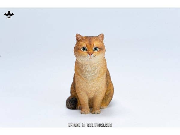 British Shorthair B
