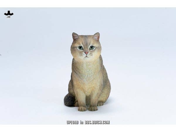 British Shorthair C