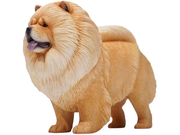 Chow Chow B