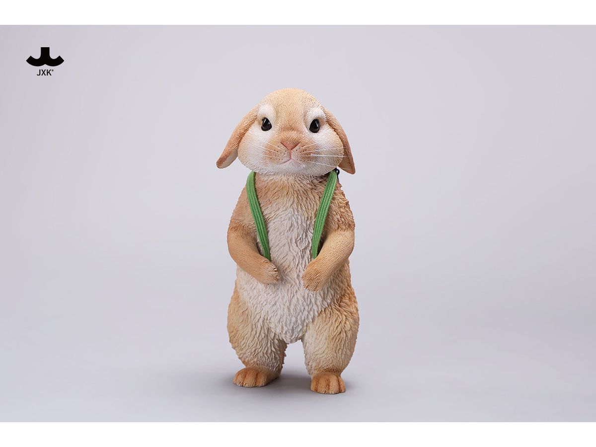 American Lop Rabbit A