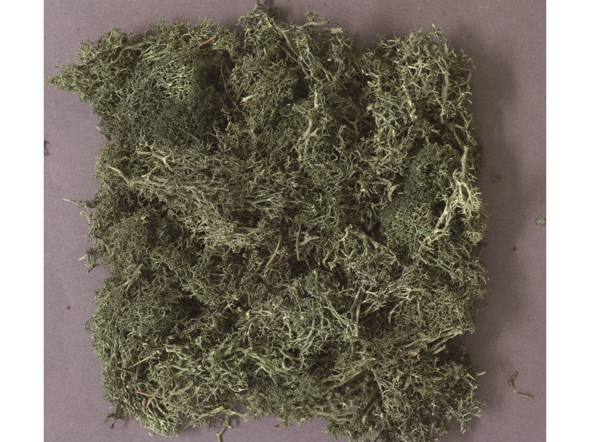 Natural Plants Dark Green