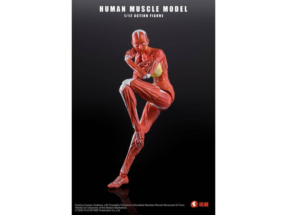 Human Muscle Model Action Figure Red
