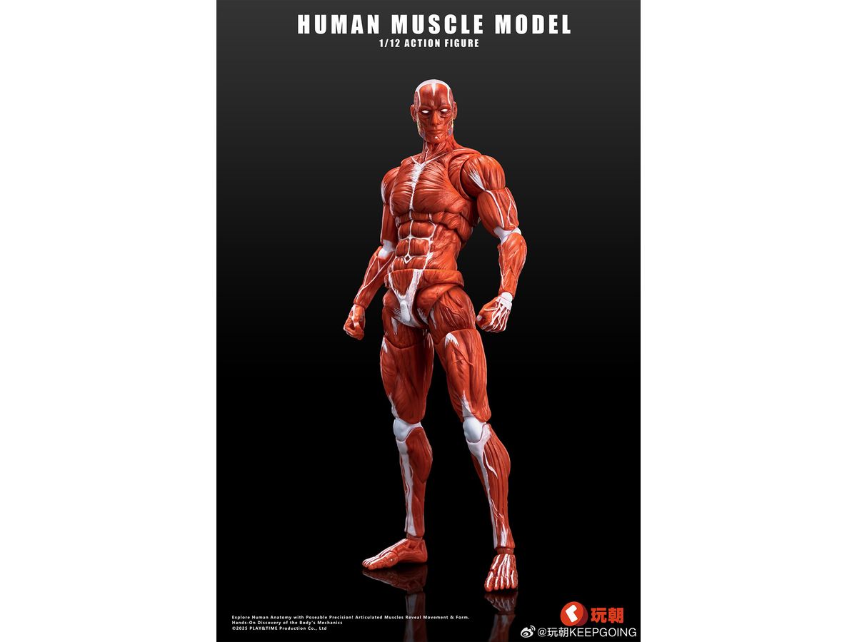 Human Muscle Model Action Figure Red