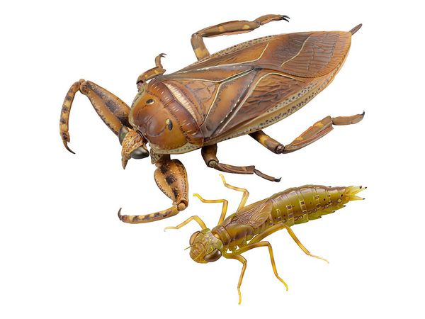 Revogeo Water Bug Tagame