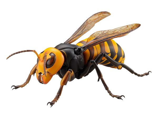 Revogeo Vespa Mandarinia (Asian Giant Hornet / "Murder Hornet") (Reissue)