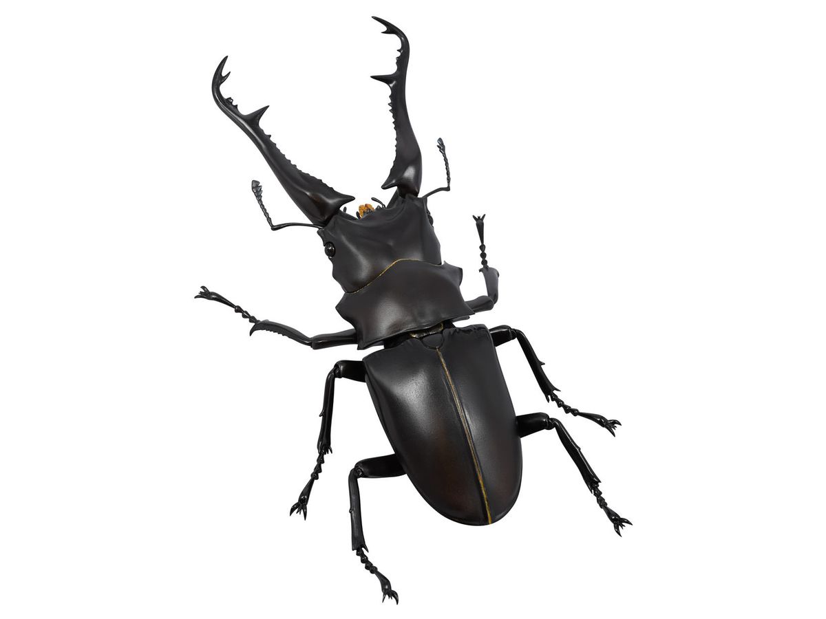Revogeo Prosopocoilus Giraffa / Giraffe Stag Beetle