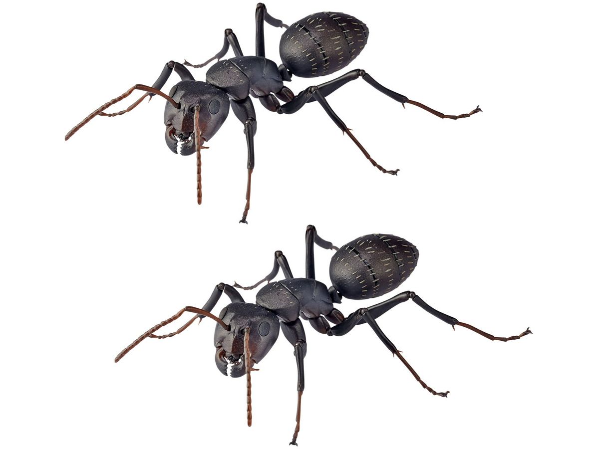 REVO GEO Camponotus japonicus (Black Carpenter Ant) (set of 2)