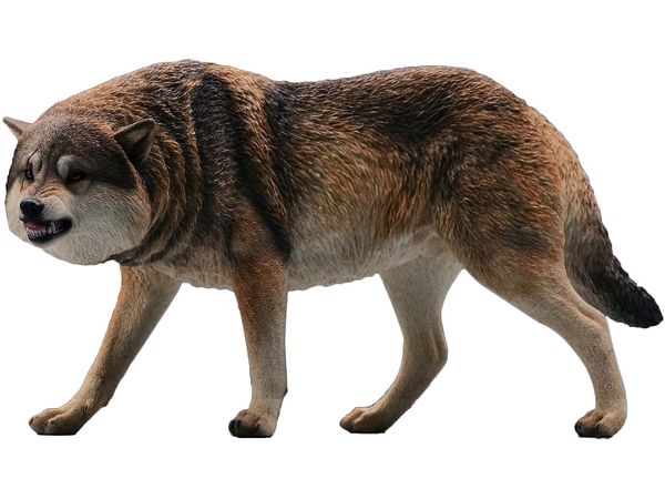 Gray Wolf A